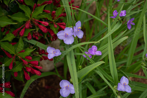 red and purple flowers spiderwort