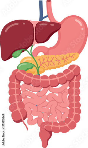 Human digestive system anatomy vector showing liver stomach intestines pancreas gallbladder and esophagus organs