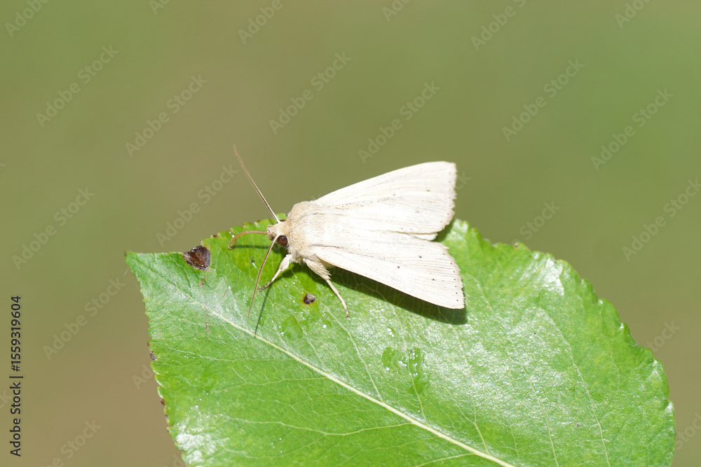 Obraz premium Southern wainscot (Mythimna straminea). Subfamily Hadeninae. Family Noctuidae or Owlet moths. On a leaf. June, Netherlands