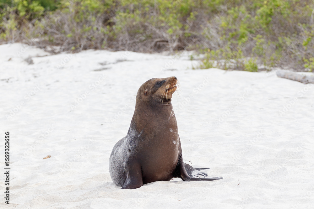 Naklejka premium Sea lion standing isolated on white sand beach, Galapagos Islands, Ecuador.