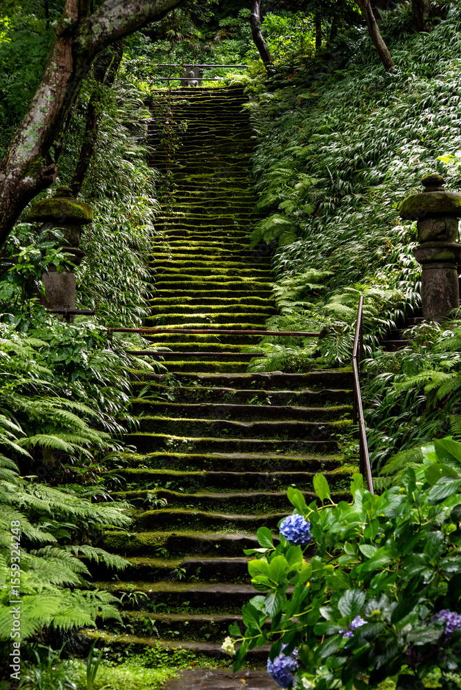 Obraz premium 鎌倉250625 妙法寺23 苔の石段
