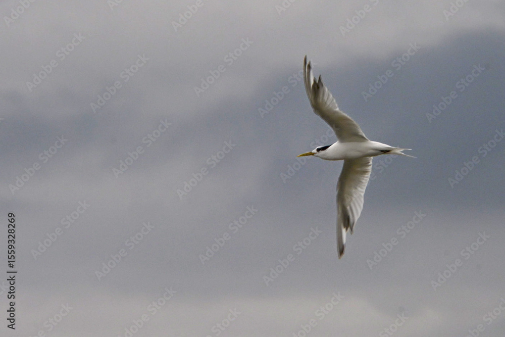 Obraz premium terns flying in a gray sky