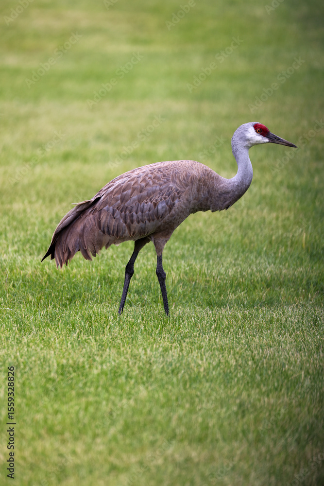 Fototapeta premium grey crowned crane