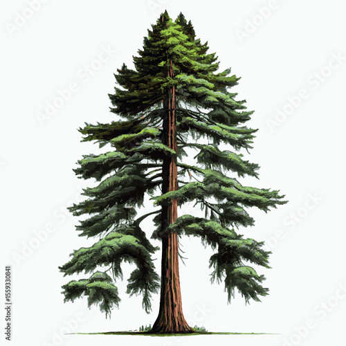 Realistic green tallest tree in the world sequoia on a white background - Vector illustration