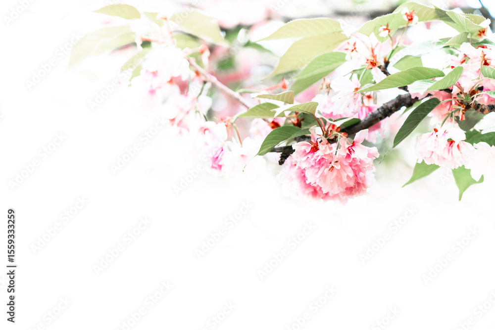 Fototapeta premium Blooming sakura branch. Beautyful pink flowers in nature.