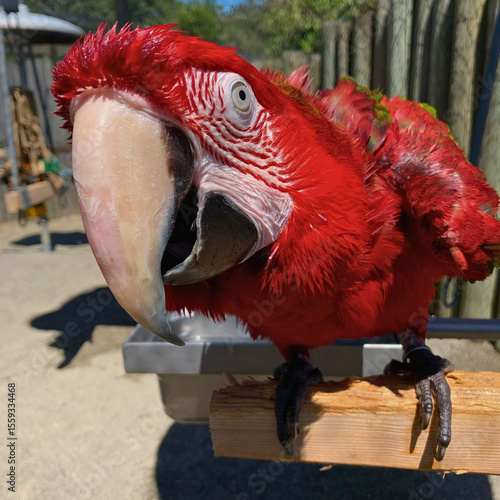 Obraz na plátne Red Macaw Mid-Squawk on Perch