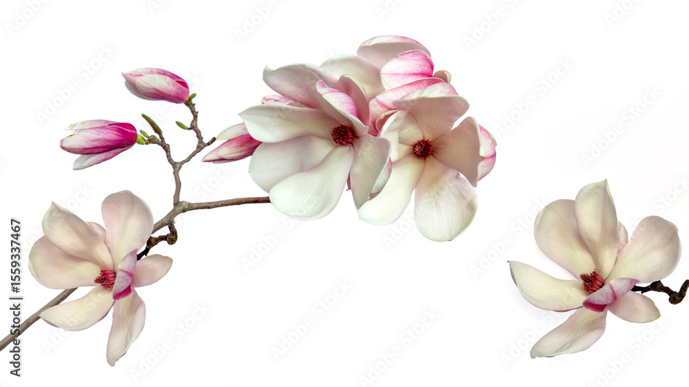 Blooming Magnolia Branch on White Background Blooming Magnolia Branch on White Background