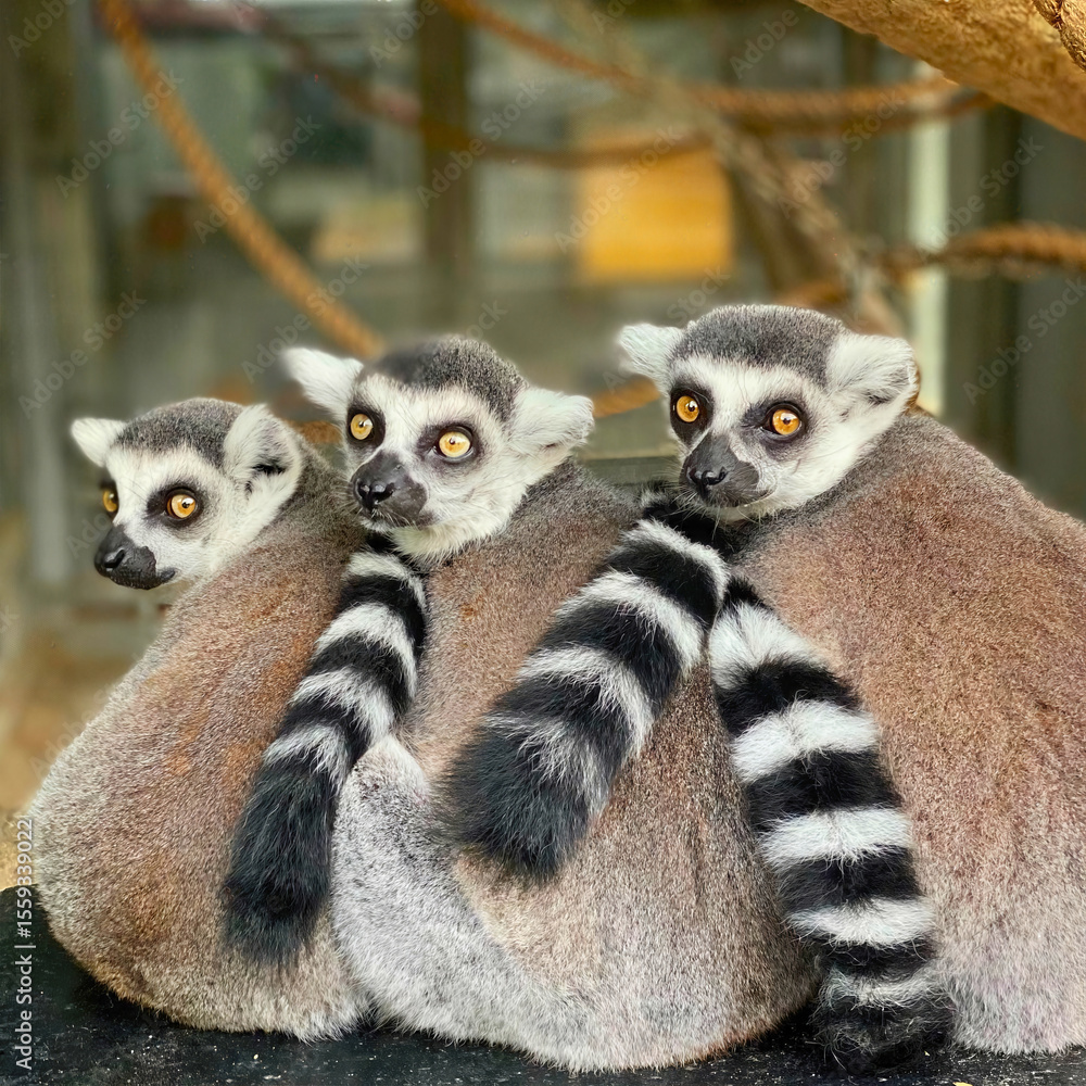 Naklejka premium Three Ring-Tailed Lemurs Cuddled Together