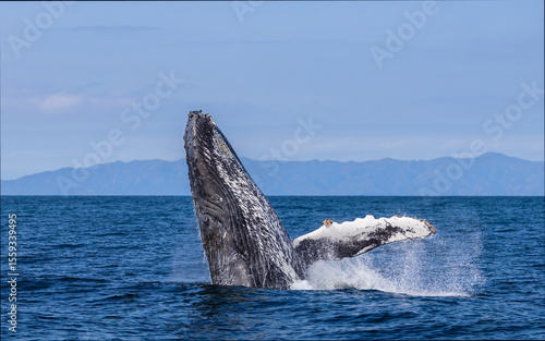 whale in the sea, humpback breaching , Santa Barbara 