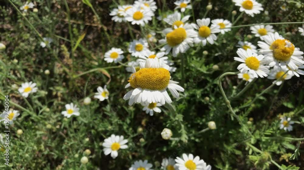 Close-up of blooming chamomile flowers gently moving in the breeze. Sunny summer weather, natural setting with wild grass and vibrant white petals and yellow centers. Close-up of blooming chamomile flowers gently moving in the breeze. Sunny summer weather, natural setting with wild grass and vibrant white petals and yellow centers.