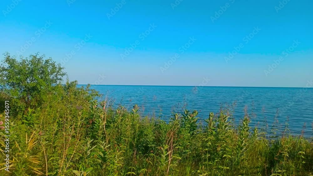 Grass near beach shore under blue sky with water and clouds in the background Grass near beach shore under blue sky with water and clouds in the background