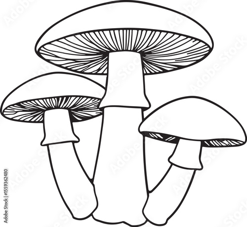 Clean boletus mushroom outline graphic for natural products