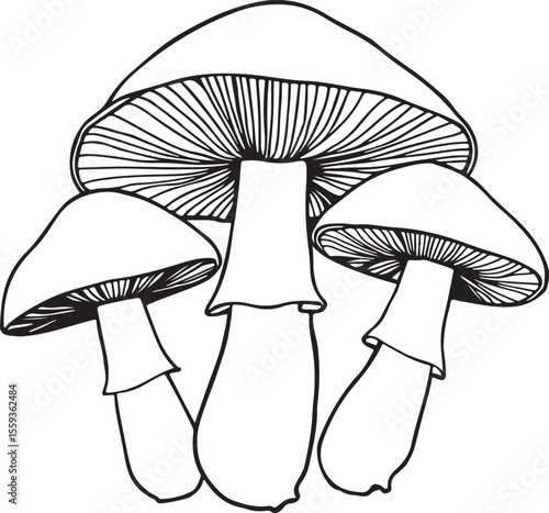 Group of boletus mushrooms outline illustration for foraging guides
