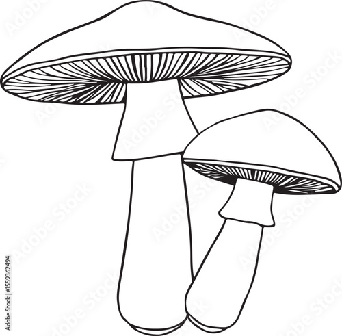 Hand-drawn boletus mushroom outline illustration on white background