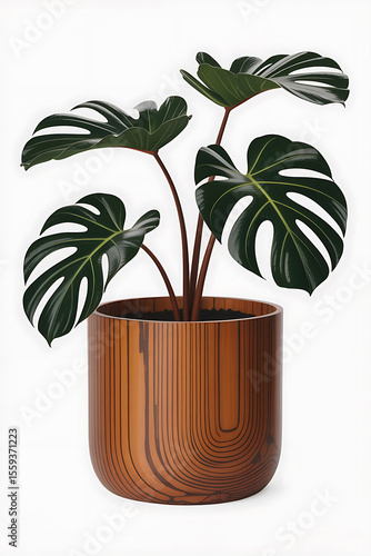 Potted monstera plant with dark green leaves.
