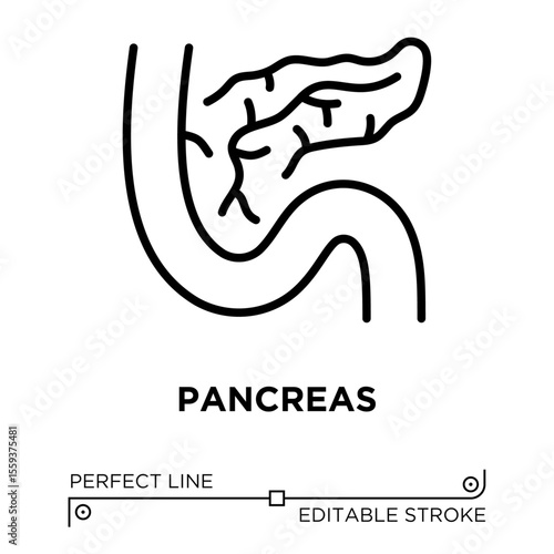The line icon vector illustrates the organs involved in the digestive system and blood sugar regulation. The line icon is isolated on a transparent background and can be edited as needed