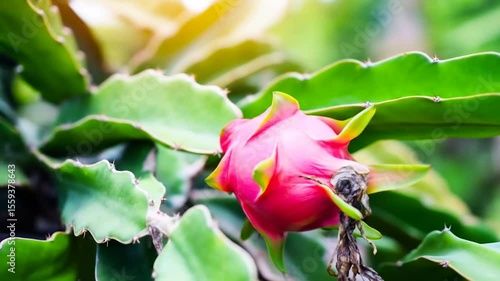 Bright Pink Dragon Fruit Grows Vibrantly on Its Cactus Green Vine