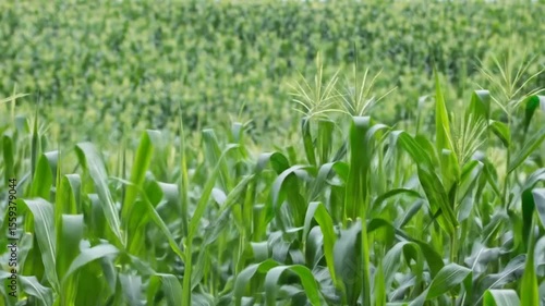 Lush green cornfield filled with tall stalks and blooming silk tassels everywhere