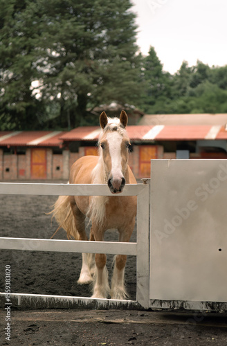 caballo en su corral con un bosque de fondo 
