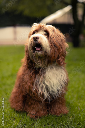 perro sentado, sacando la lengua 