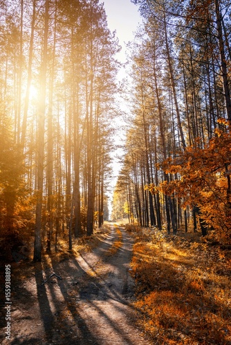 Sunlit Autumn Forest Path with Golden Foliage