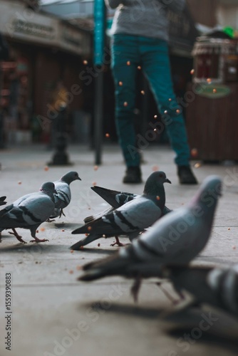 Pigeons Feeding on City Street with Human Legs in Background