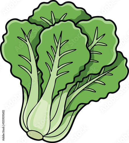 Green lettuce vegetable fresh leaves healthy food natural nutrition vector illustration 