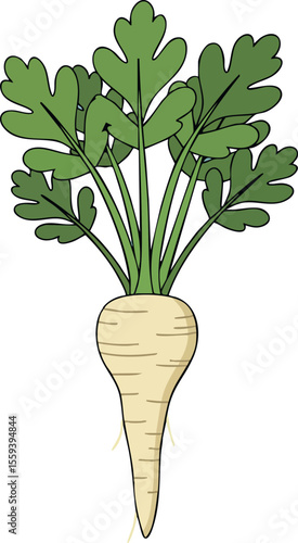 Parsnip root vegetable with green leaves isolated on white background vector illustration 