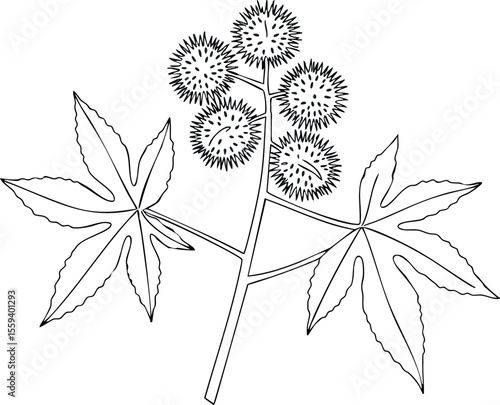Castor Bean Plant Branch with Spiky Seed Pods Botanical Illustration Natural Style 