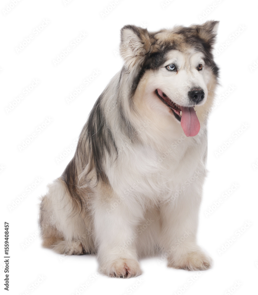 Obraz premium Beautiful Alaskan malamute dog on white background