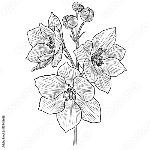 Hand drawn sketch illustration of a delphinium flower in outline style. Perennial blooming plant with inflorescence. Detailed botanical vector for print, education, decoration. amaryllis engraving