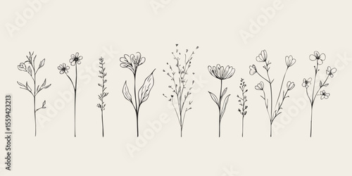 Black line art botanical illustration