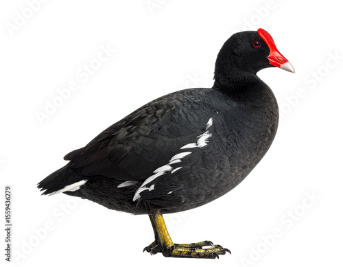 Realistic red-fronted coot bird, front view, isolated.