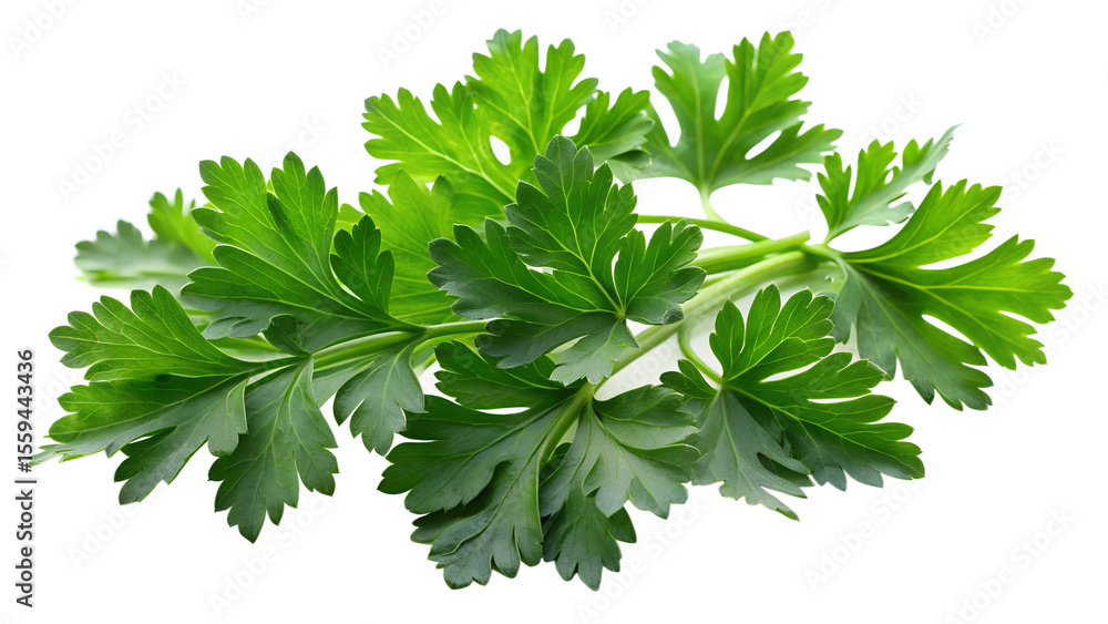 Fototapeta premium parsley isolated on white background