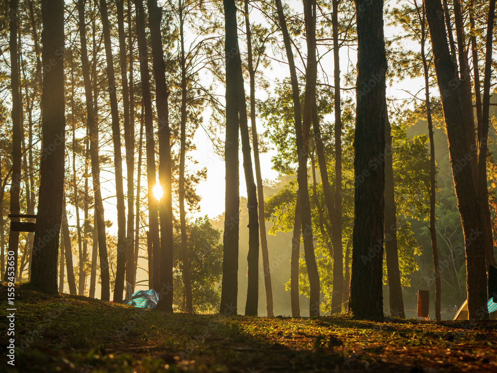 Fototapeta premium Sunbeam shining through tree sunny ray lens flare beautiful sunlight amazing landscape beauty in nature morning tranquility. Illuminated light beam pine tree woodland sunrise natural phenomenon