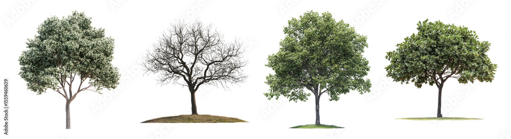 Fototapeta premium Four Distinct Tree Seasons Representing Nature's Cycle and Change, PNG bundle collection, Isolated on Transparent Background