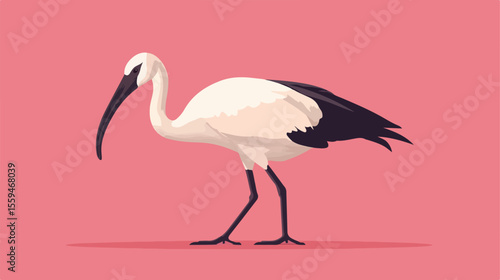 Australian White Ibis Isolated Flat Vector Illustration