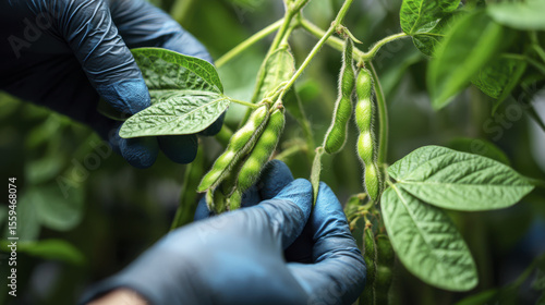 Inspecting bioengineered soybean plants, hands wearing blue gloves carefully examine green pods and leaves. vibrant greenery reflects importance of agricultural innovation and sustainability