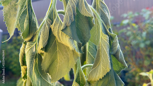 Leaves of a sunflower plant wilting due to heat and drought