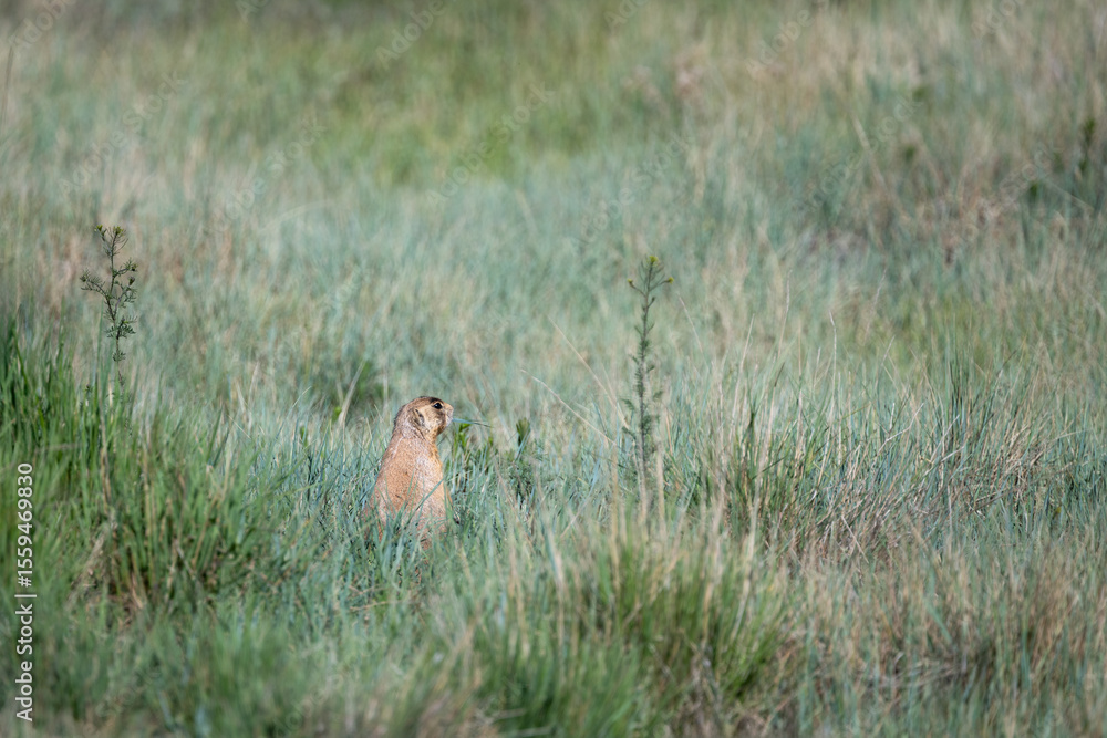 Prairie dog sitting up and alert, in a prairie dog village habitat located in a grass meadow in Bryce Canyon National Park, Utah
Prairie dog sitting up and alert, in a prairie dog village habitat located in a grass meadow in Bryce Canyon National Park, Utah