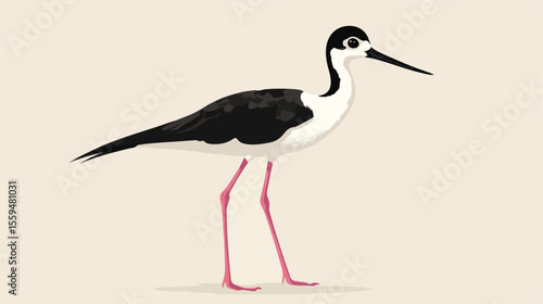 Black Necked Stilt Bird Flat Vector Illustration