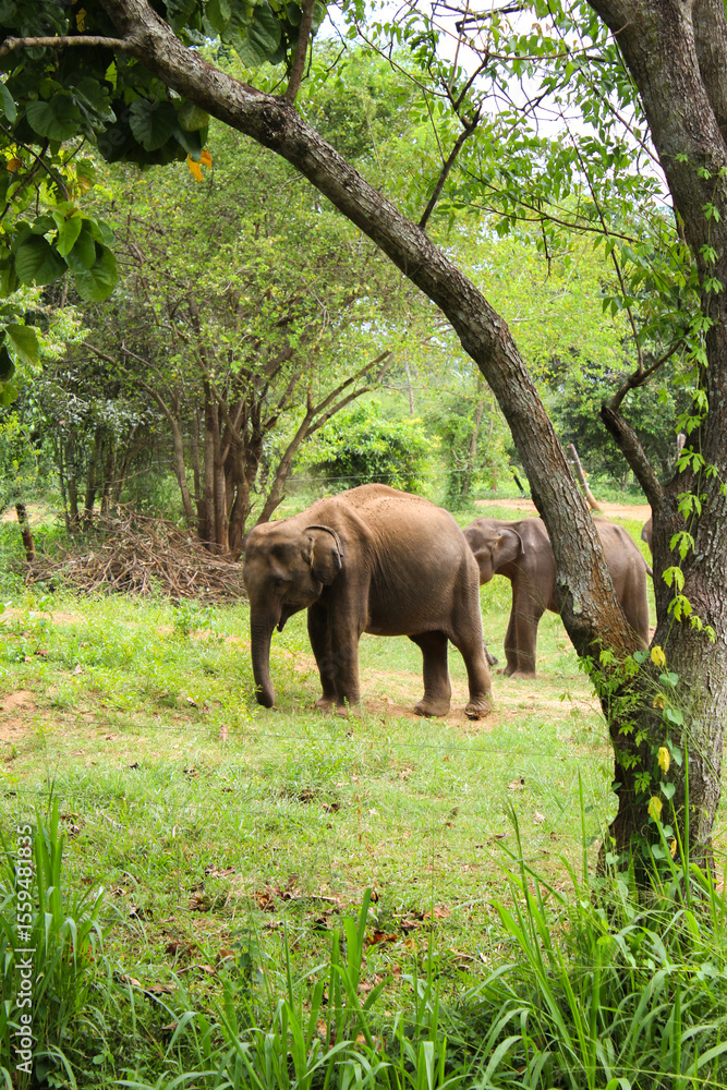Fototapeta premium elephant in the forest