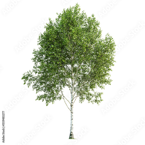 Beautiful birch single tree isolated white background AI Generated image