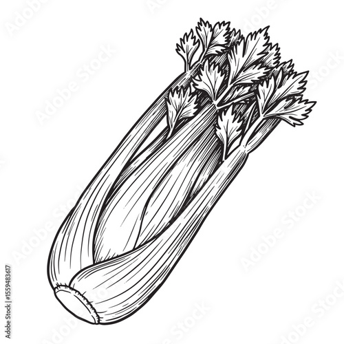 Detailed vintage art silhouette illustration of a fresh celery stalk and its leafy top isolated on white background