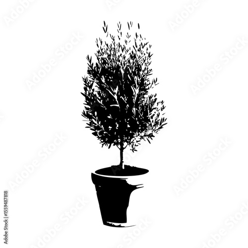 オリーブの木鉢植えのシルエット_2