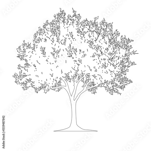 オリーブの木の線画イラスト_1