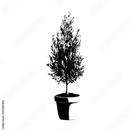オリーブの木鉢植えのシルエット_1