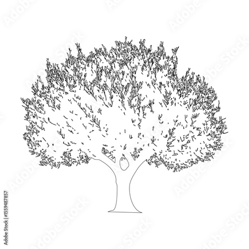 オリーブの木の線画イラスト_4