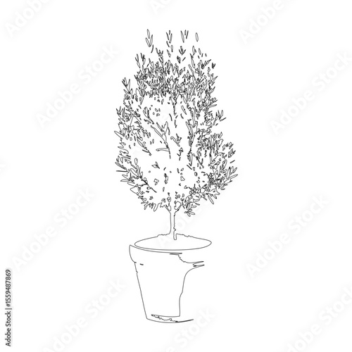 オリーブの鉢植えの線画イラスト_2