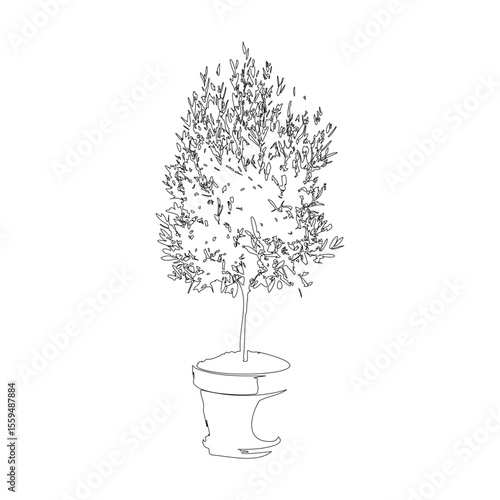 オリーブの鉢植えの線画イラスト_4